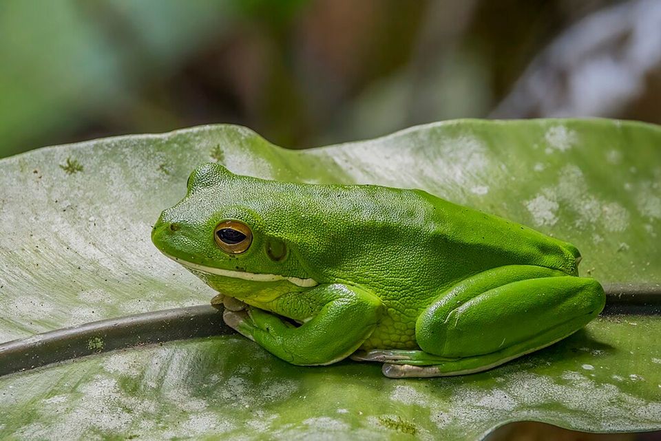 White-lipped Tree Frog in Daintree National Park