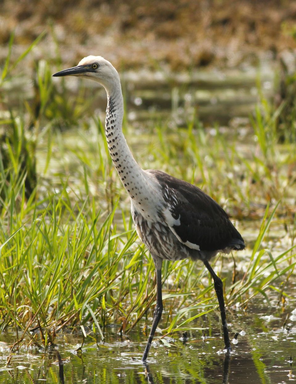 White-necked Heron wildlife guide for Kalbarri National Park