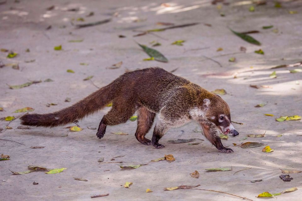 White-nosed Coati