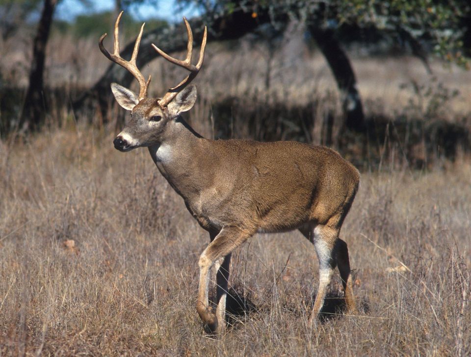 White-tailed Deer in Acadia National Park