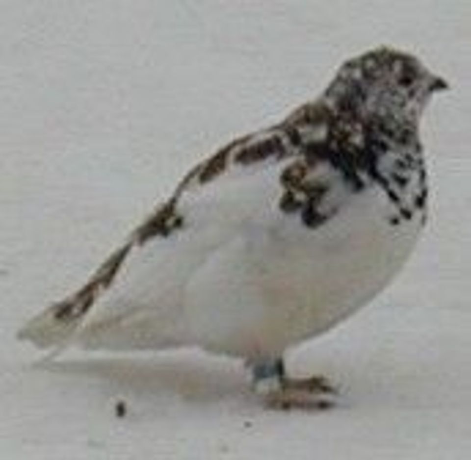 White-tailed Ptarmigan in Banff National Park