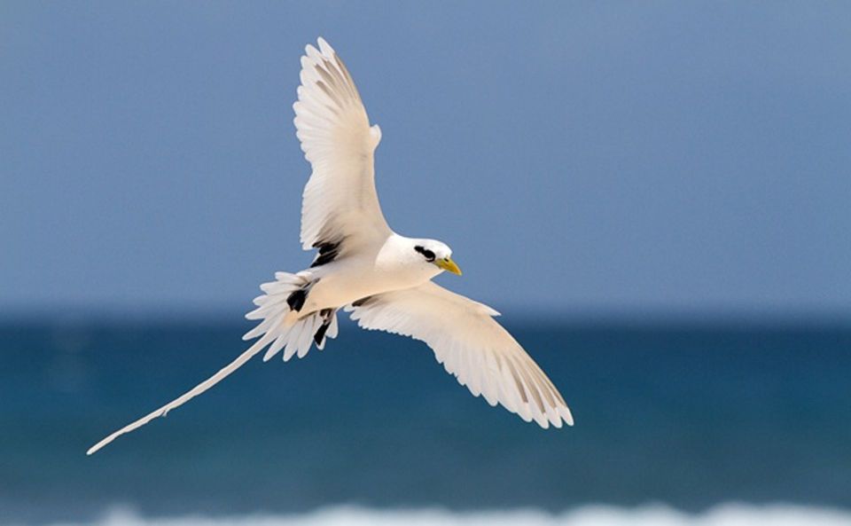 White-tailed Tropicbird in Hawaiʻi Volcanoes National Park