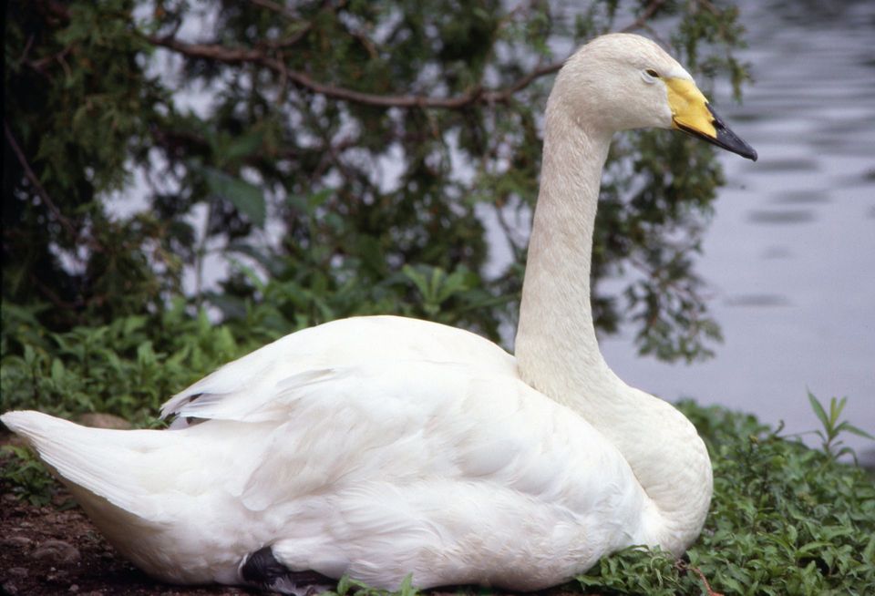 Whooper Swan in Vatnajökull National Park
