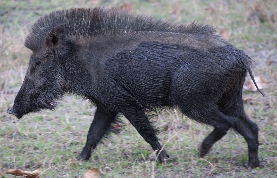 Wild Boar in Congaree National Park