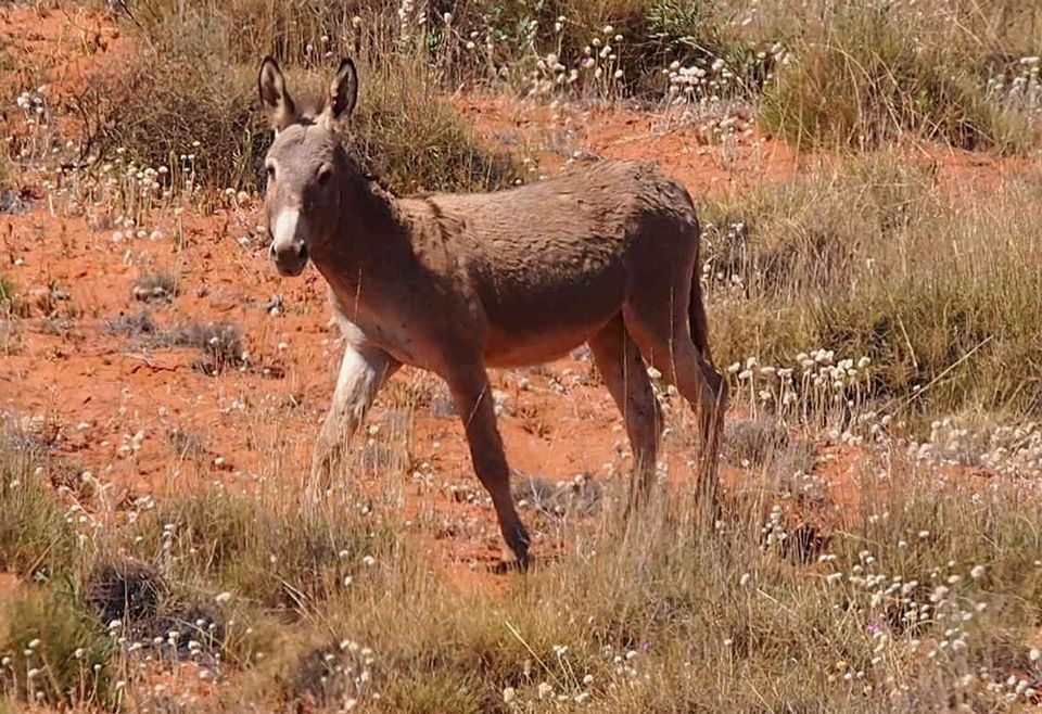 Wild Burro in Grand Canyon National Park