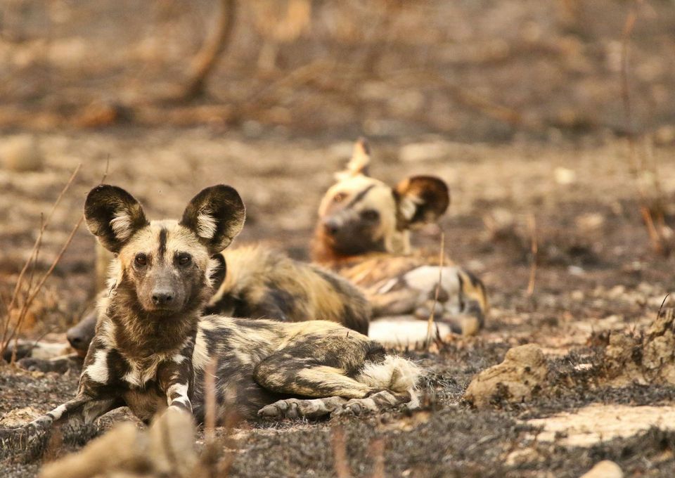 Wild Dog in Kruger National Park