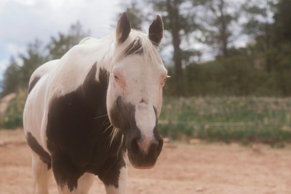 Wild Horse in Mesa Verde National Park