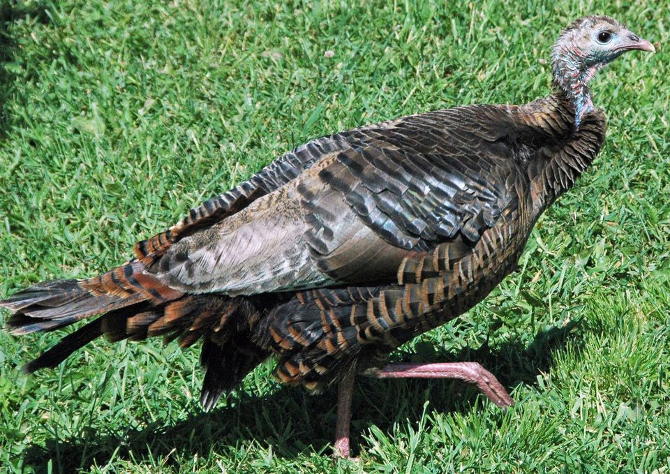Wild Turkey wildlife guide for Bryce Canyon National Park