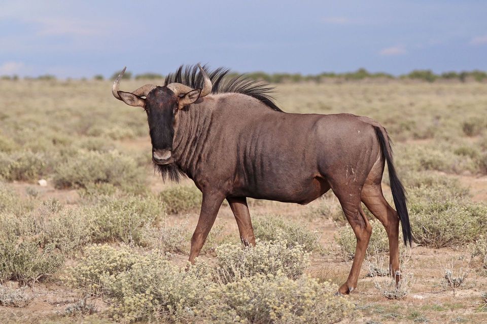 Wildebeest in Kruger National Park