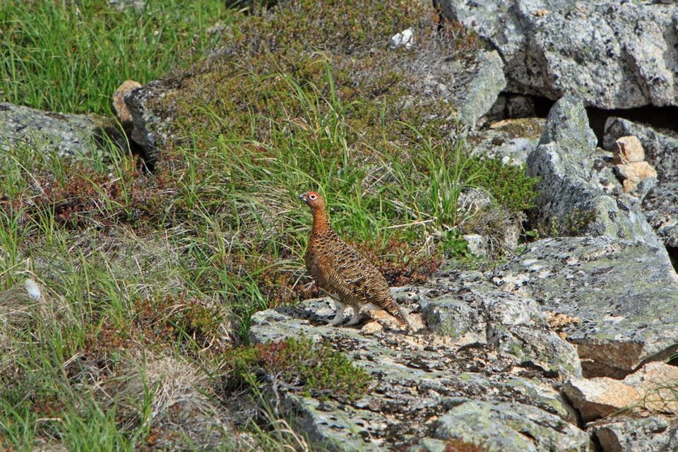 Willow Ptarmigan wildlife guide for Denali Highway