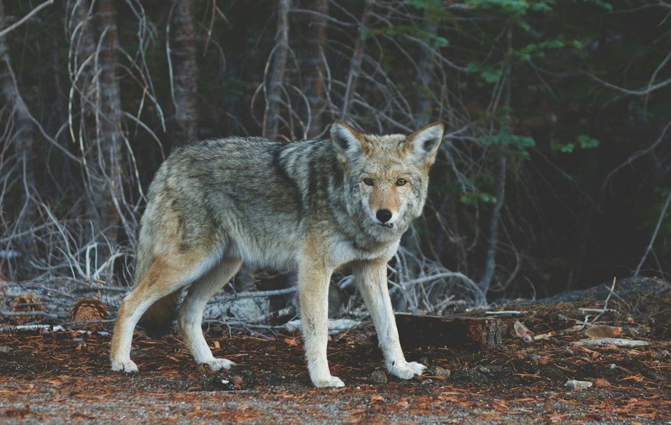 Wolf in Yellowstone National Park