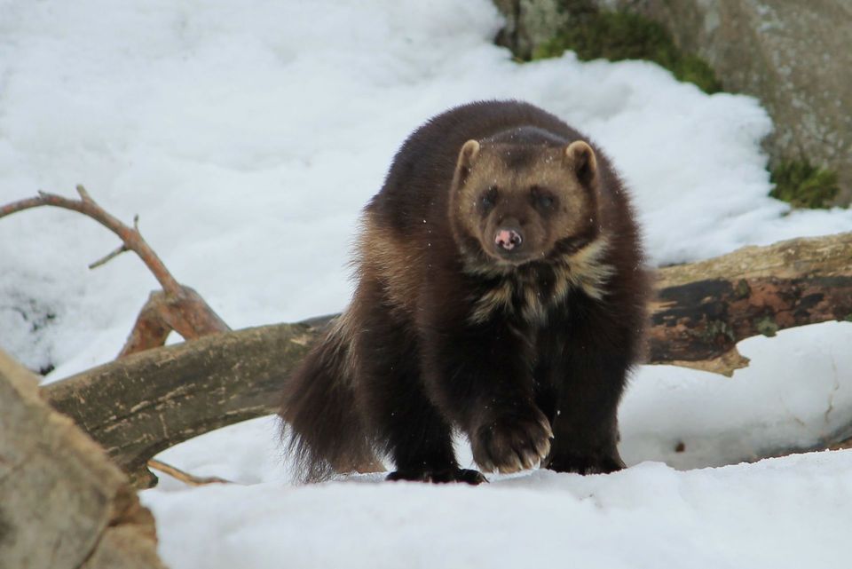 Wolverine wildlife guide for Denali National Park