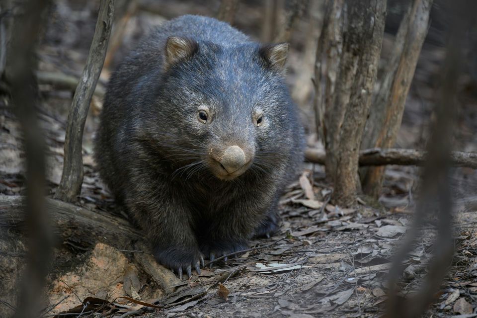 Wombat in Blue Mountains National Park