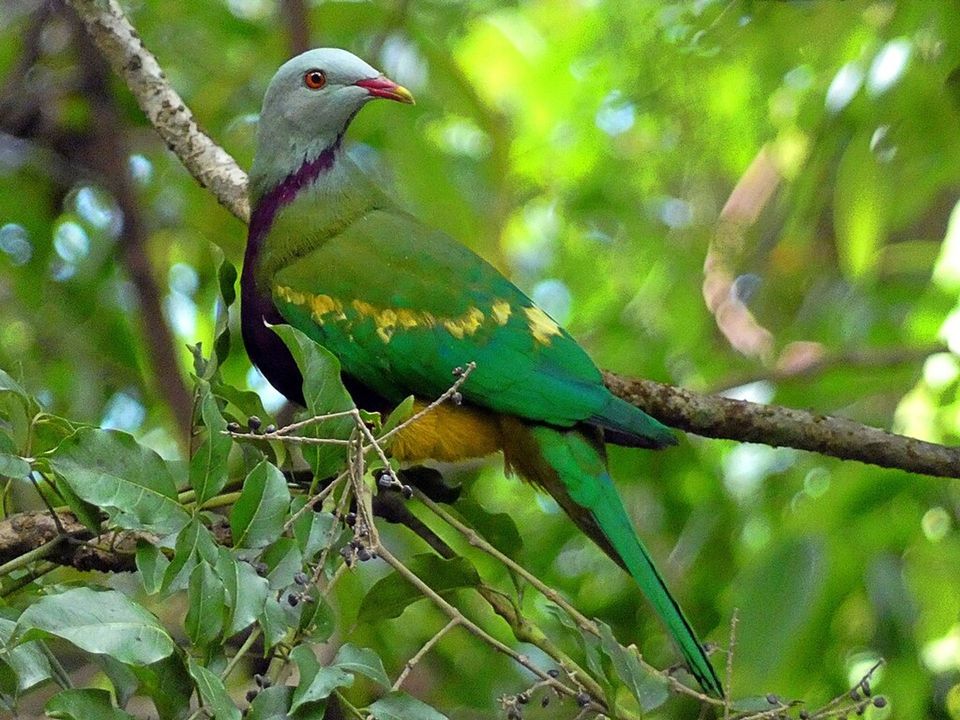 Wompoo Fruit Dove in Daintree National Park