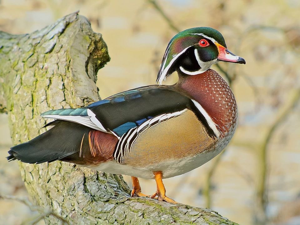 Wood Duck in Cuyahoga Valley National Park