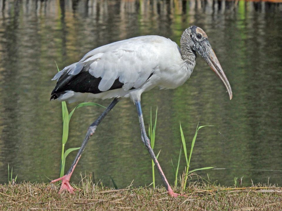 Wood Stork in Congaree National Park