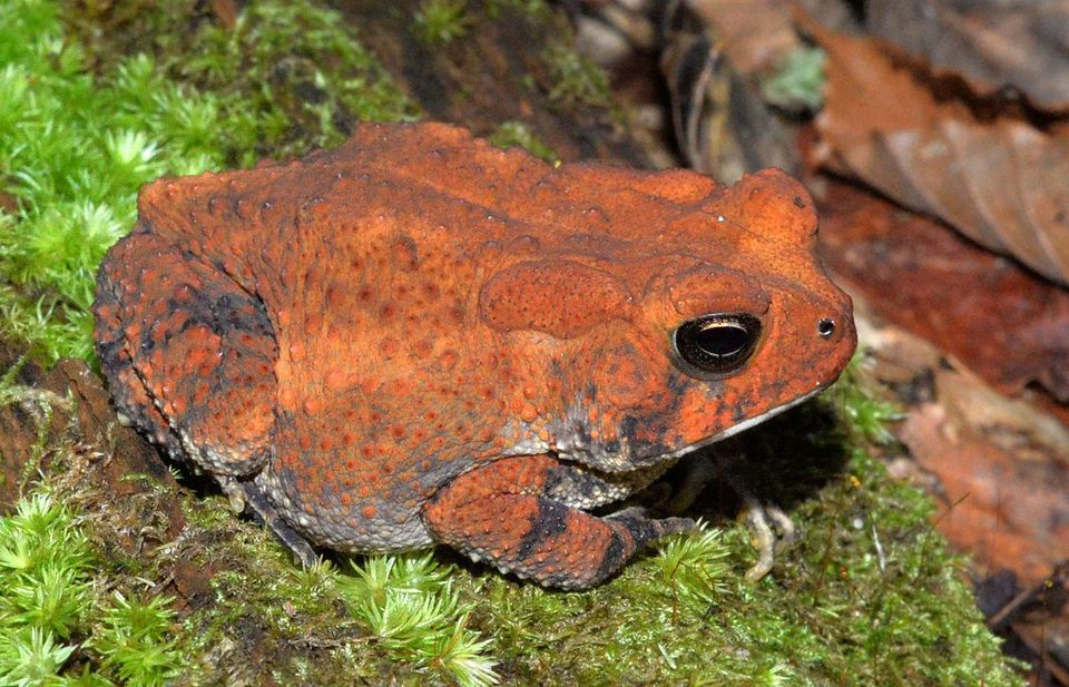 Woodhouse's Toad wildlife guide for Great Sand Dunes National Park