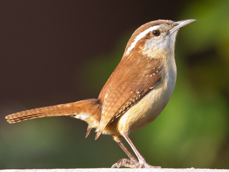 Wren in Gateway Arch National Park