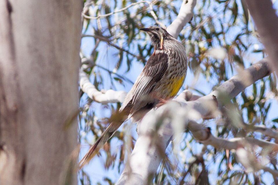 Yellow Wattlebird in Freycinet National Park