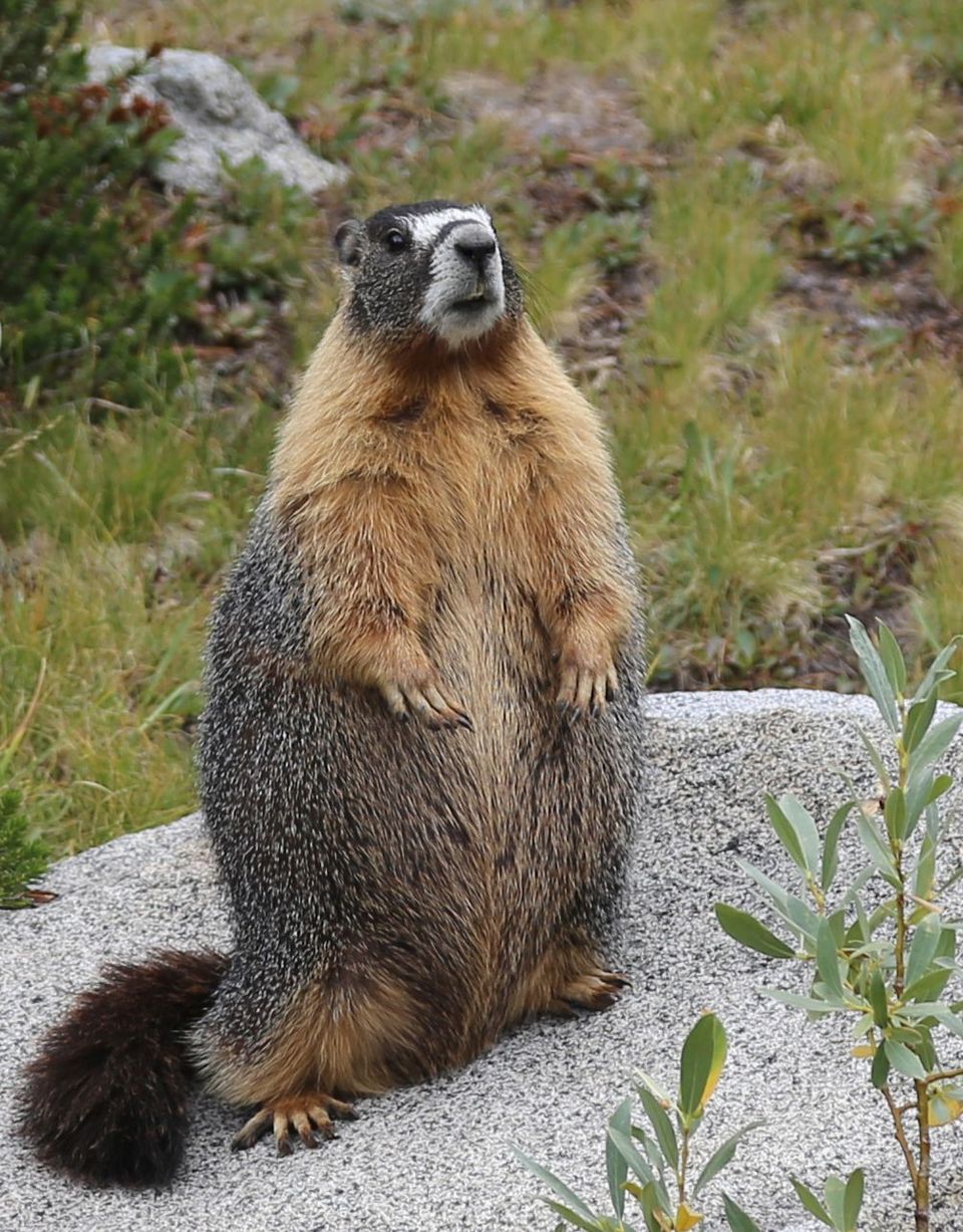 Yellow-bellied Marmot in Yellowstone National Park