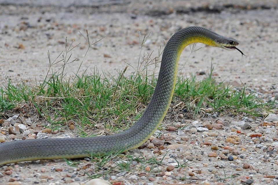 Yellow-bellied Racer wildlife guide for Theodore Roosevelt National Park