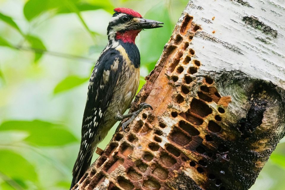 Yellow-bellied Sapsucker in Franconia Notch State Park