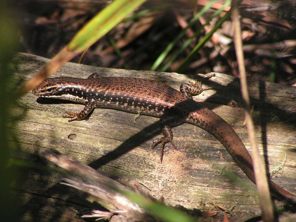 Yellow-bellied Water Skink wildlife guide for Blue Mountains National Park