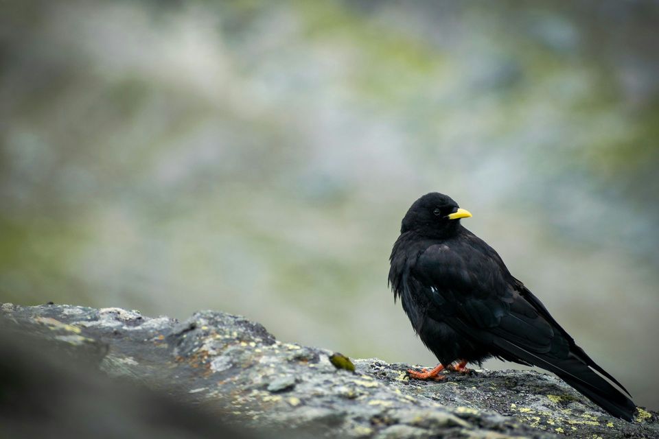 Yellow-billed Chough in Berchtesgaden National Park