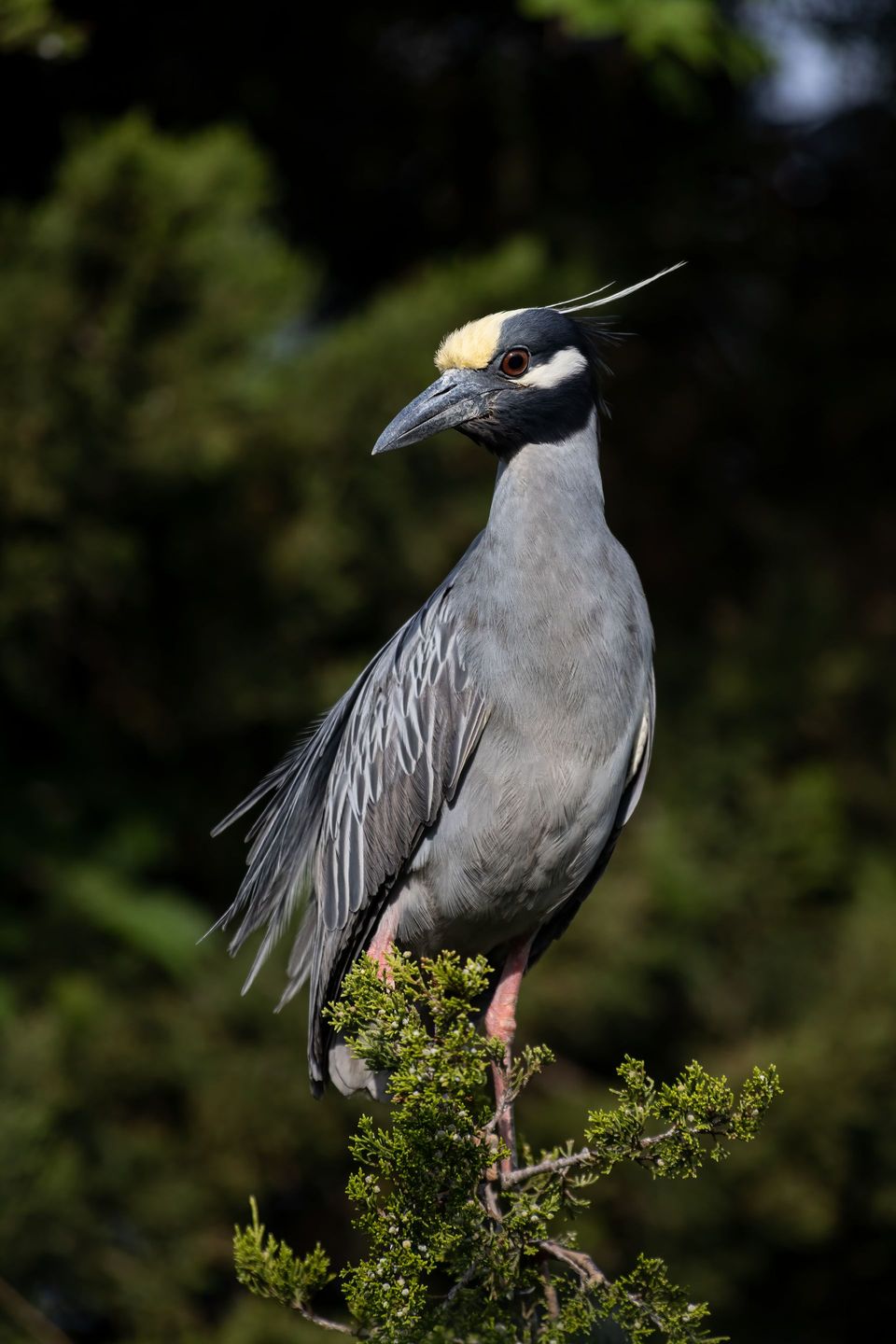 Yellow-crowned Night Heron wildlife guide for Virgin Islands National Park
