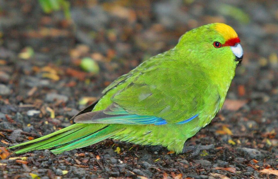 Yellow-crowned Parakeet in Westland Tai Poutini National Park