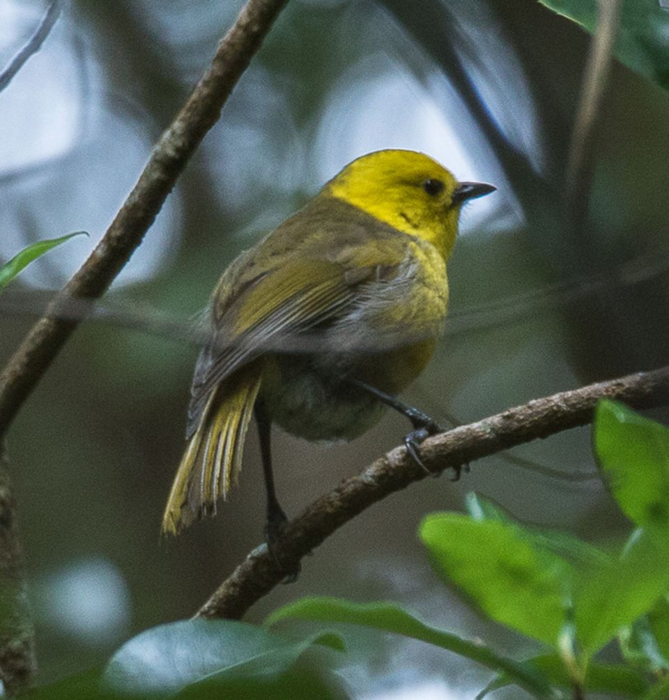 Yellowhead in Mount Aspiring National Park