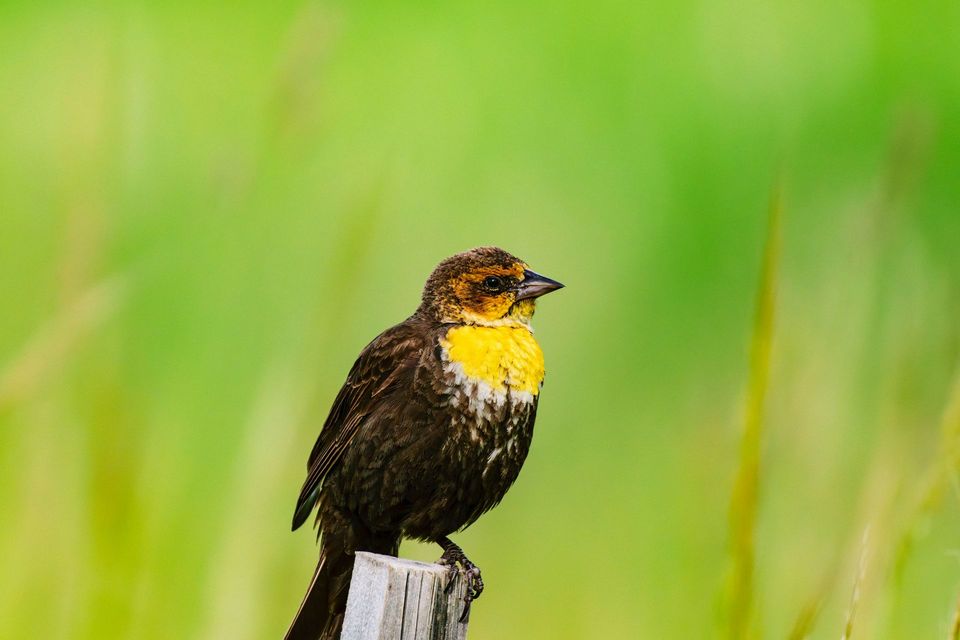 Yellow-headed Blackbird wildlife guide for White Sands National Park
