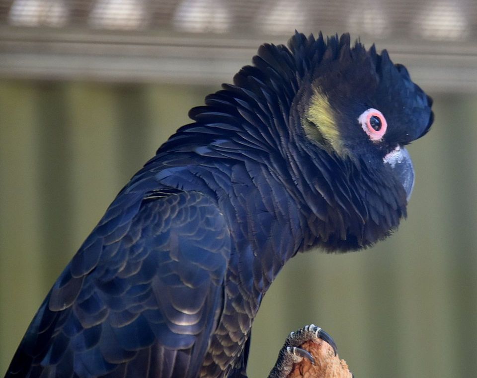 Yellow-tailed Black Cockatoo wildlife guide for Booderee National Park
