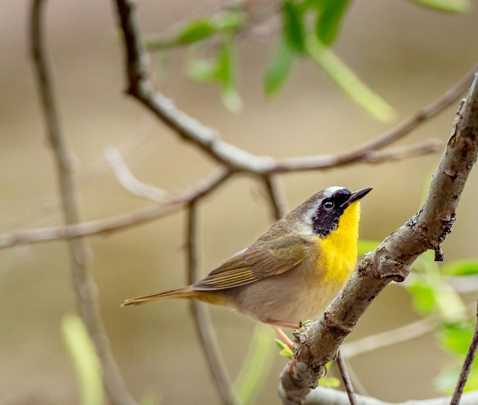Yellowthroat in Gateway Arch National Park