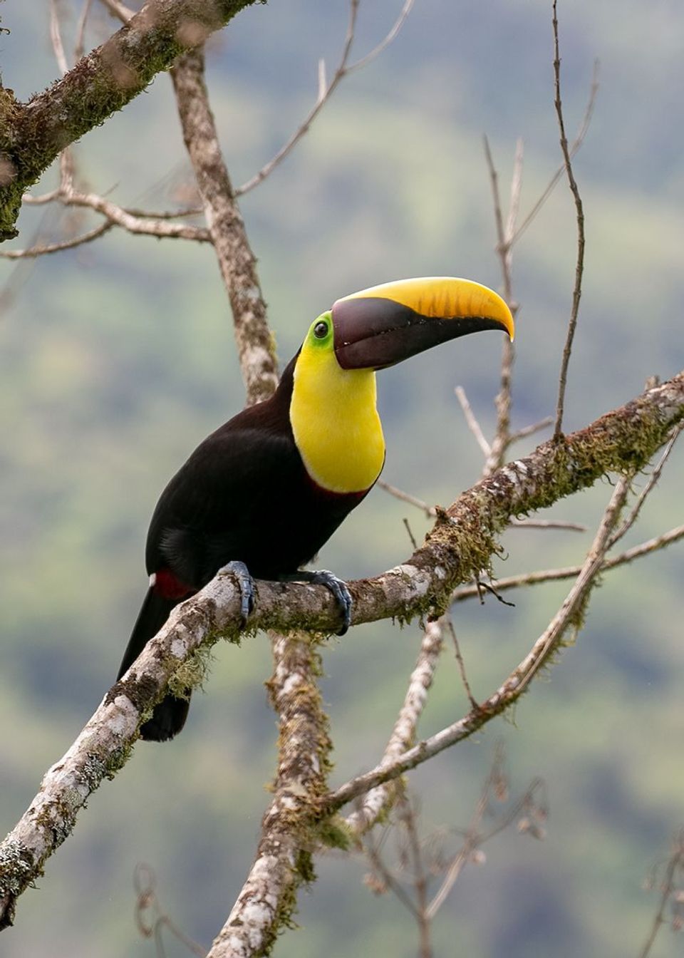 Yellow-throated Toucan wildlife guide for Manuel Antonio National Park