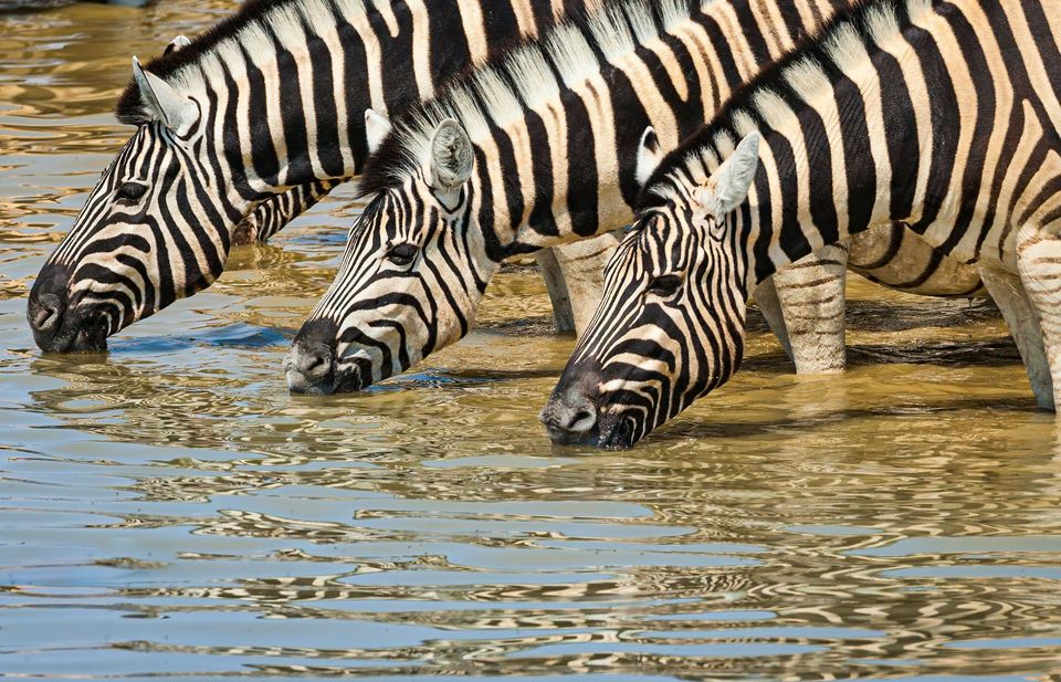 Zebra in Kruger National Park