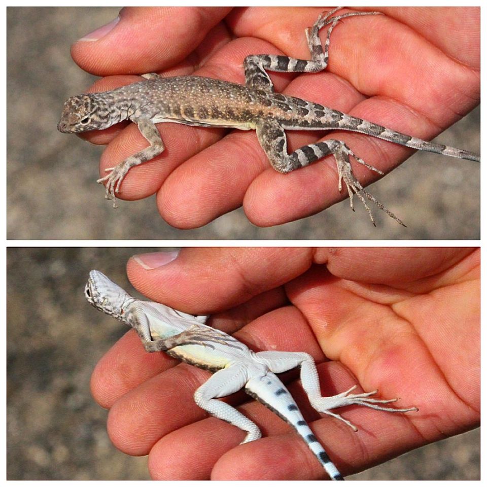 Zebra-tailed Lizard wildlife guide for Valley of Fire State Park