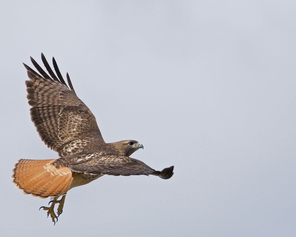 Zone-tailed Hawk wildlife guide for Grand Canyon National Park