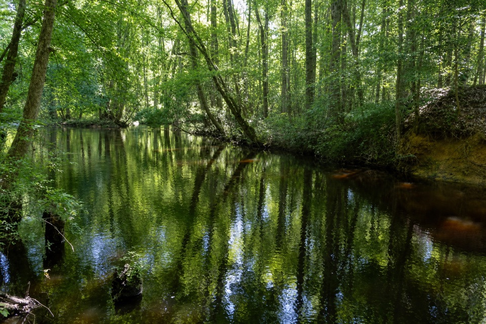 Bannister Bridge Canoe Landing in Congaree National Park