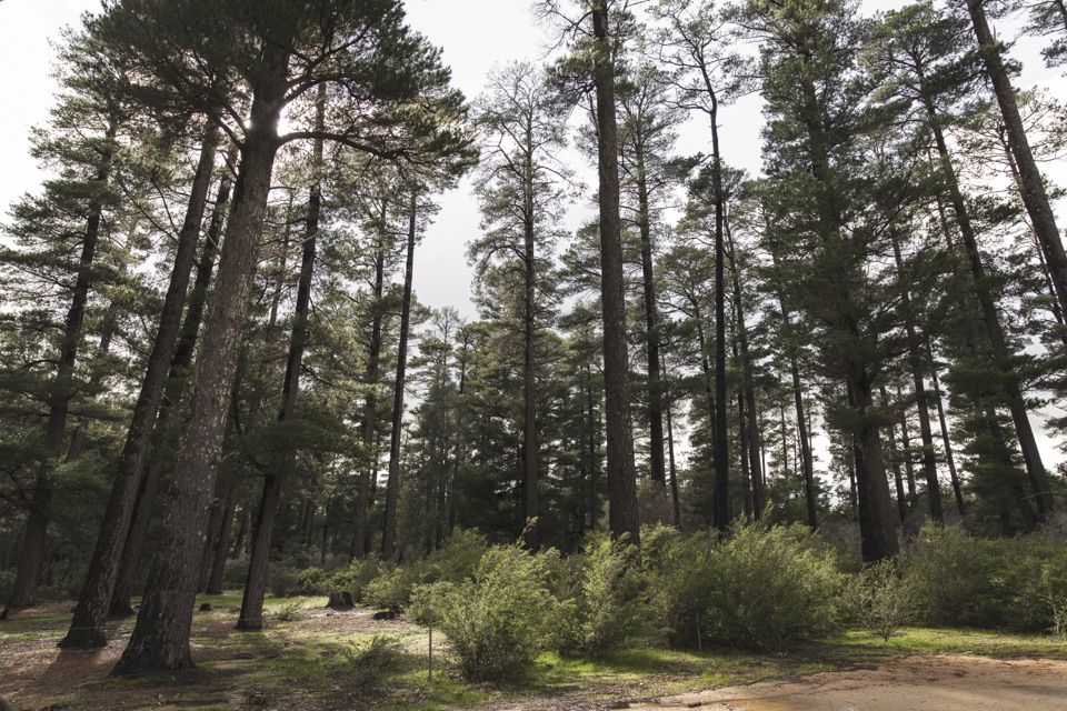 Plantation Campground in Grampians National Park