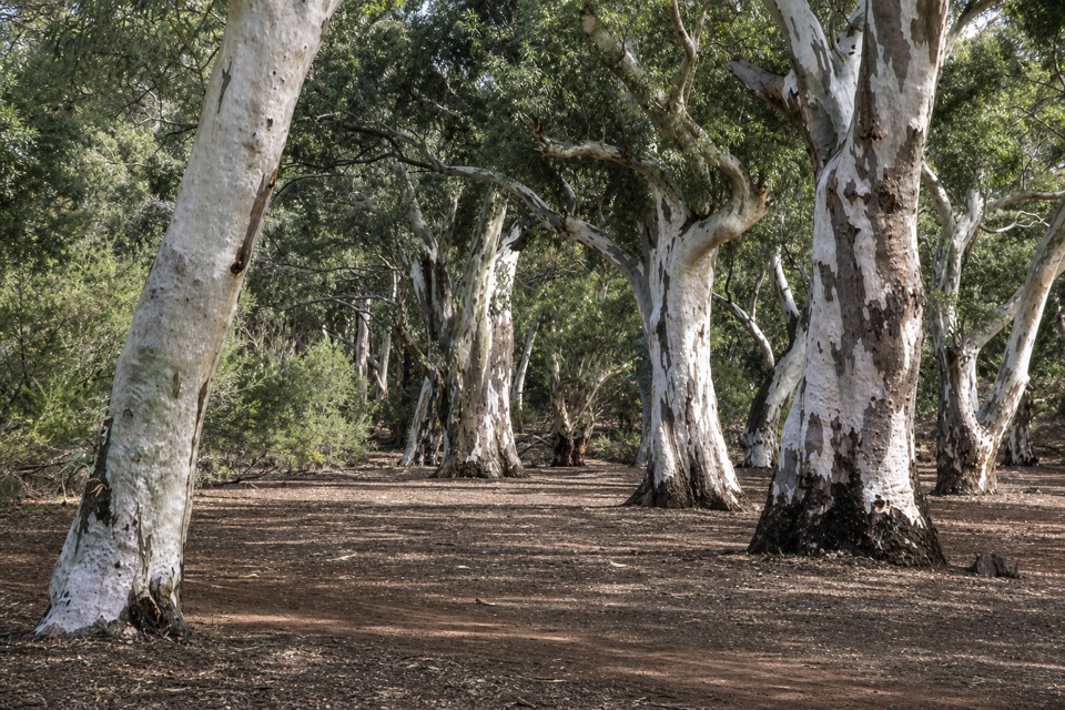 Aroona Campground in Ikara-Flinders Ranges National Park