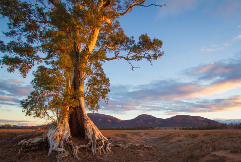 Cazneaux Tree in Ikara-Flinders Ranges National Park