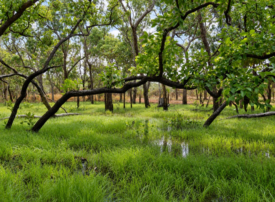 Tabletop Swamp in Litchfield National Park