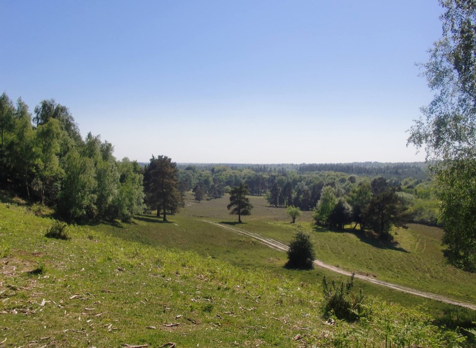 Acres Down Viewpoint in New Forest National Park
