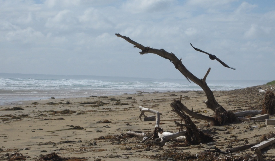 Cotters Beach in Wilsons Promontory National Park