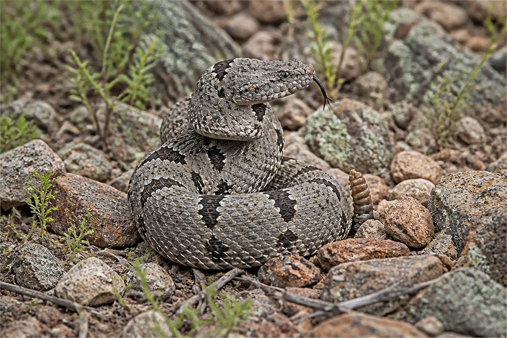 Where to see Rock Rattlesnake in Guadalupe Mountains in Guadalupe Mountains National Park