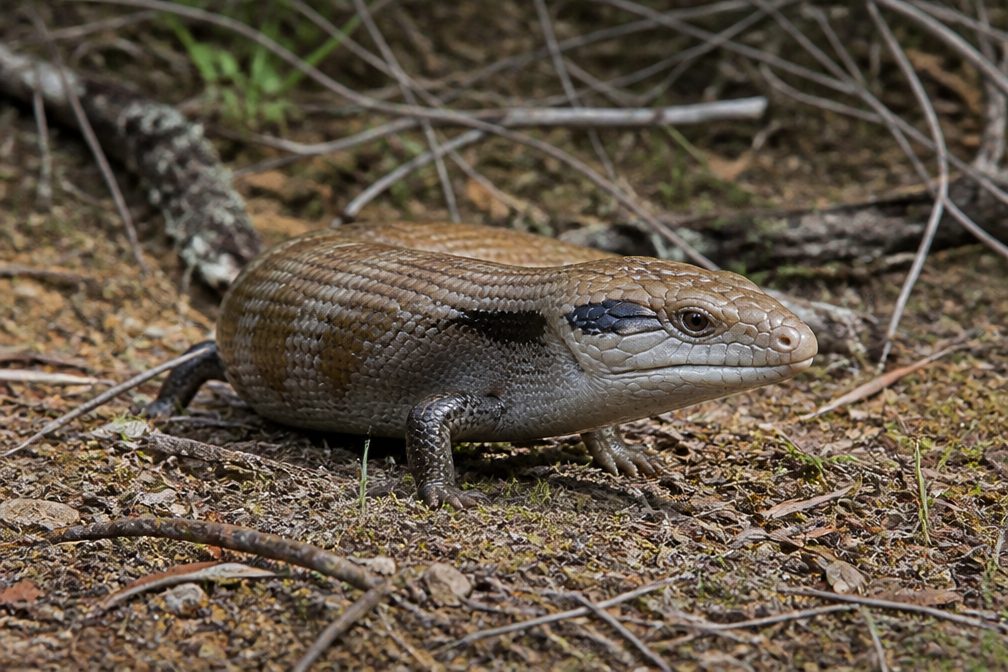Where to see Centralian Bluetongue in Uluru-Kata Tjuta in Uluru-Kata Tjuta National Park