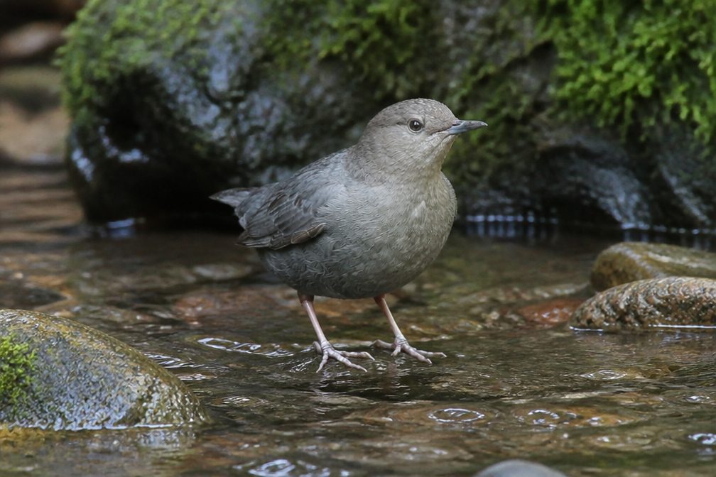 Where to see Dipper in Plitvice Lakes in Plitvice Lakes National Park