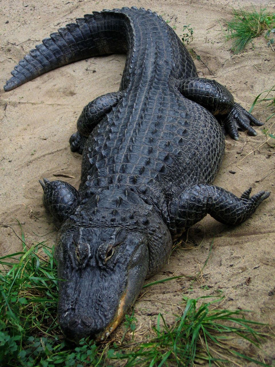 Where to see American Alligator in Natchez Trace in Natchez Trace Parkway