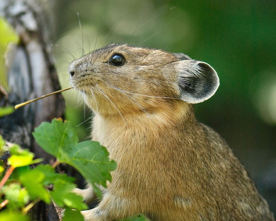 Where to see American Pika in Columbia River Gorge in Columbia River Gorge National Scenic Area
